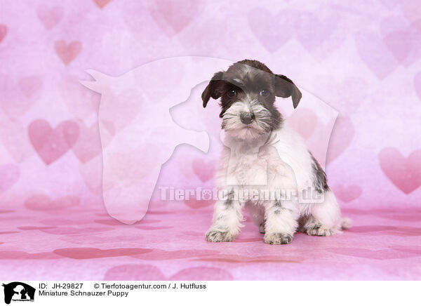 Zwergschnauzer Welpe / Miniature Schnauzer Puppy / JH-29827