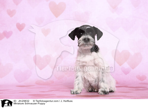 Zwergschnauzer Welpe / Miniature Schnauzer Puppy / JH-29832