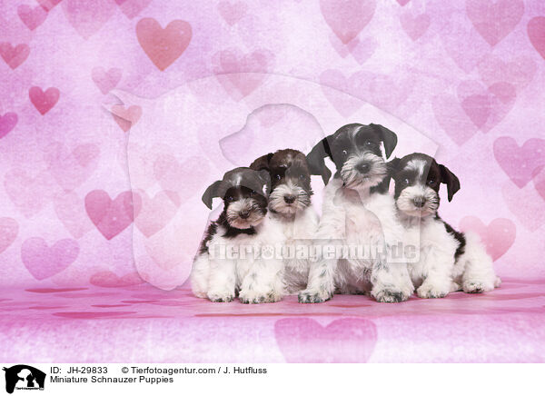 Zwergschnauzer Welpen / Miniature Schnauzer Puppies / JH-29833