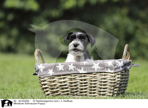 Zwergschnauzer Welpe / Miniature Schnauzer Puppy / JH-30292