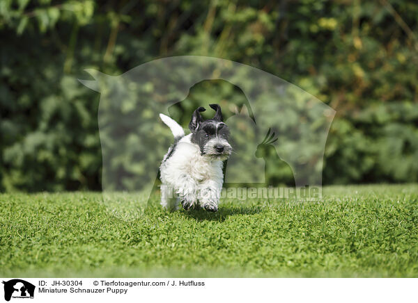 Zwergschnauzer Welpe / Miniature Schnauzer Puppy / JH-30304