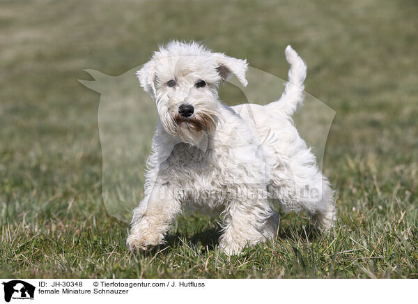 Zwergschnauzer Hndin / female Miniature Schnauzer / JH-30348