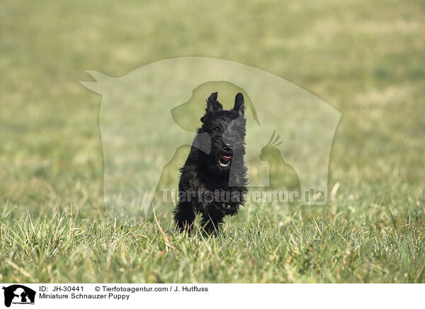 Zwergschnauzer Welpe / Miniature Schnauzer Puppy / JH-30441