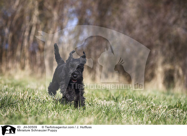 Zwergschnauzer Welpe / Miniature Schnauzer Puppy / JH-30509