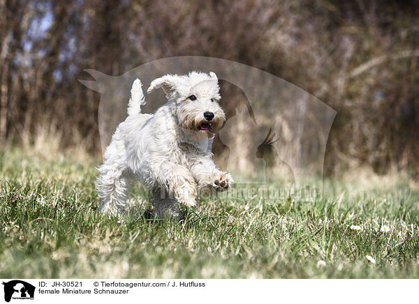 female Miniature Schnauzer / JH-30521