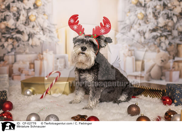 Zwergschnauzer / Miniature Schnauzer / CF-02776