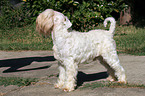 standing white miniature schnauzer