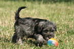 playing Miniature Schnauzer puppy