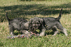 playing Miniature Schnauzer puppies