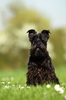 sitting Miniature Schnauzer