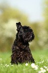 sitting Miniature Schnauzer