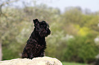 sitting Miniature Schnauzer