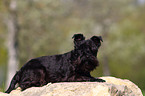 lying Miniature Schnauzer