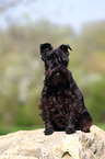 sitting Miniature Schnauzer