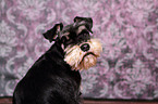 Miniature Schnauzer Portrait