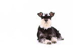 lying Miniature Schnauzer