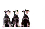 3 Miniature Schnauzers