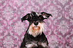 Miniature Schnauzer Portrait