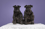 2 Miniature Schnauzer