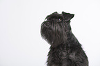 Miniature Schnauzer Portrait