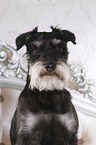 Miniature Schnauzer portrait