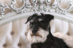 Miniature Schnauzer portrait