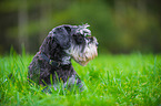 lying Miniature Schnauzer