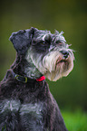 Miniature Schnauzer Portrait