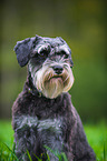 Miniature Schnauzer Portrait