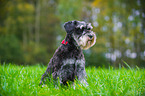 Miniature Schnauzer Portrait