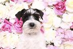 Miniature Schnauzer Portrait