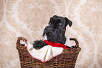 Miniature schnauzer with Christmas decoration