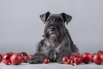 Miniature Schnauzer between christmas baubles