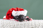 Miniature schnauzer with Christmas hat