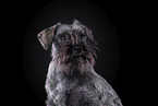 Miniature Schnauzer in front of black background