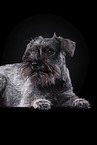 Miniature Schnauzer in front of black background