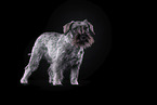 Miniature Schnauzer in front of black background