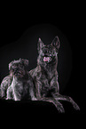 Miniature Schnauzer and Hollandse Herder