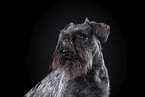 Miniature Schnauzer in front of black background