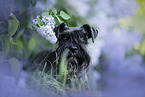 Miniature schnauzer in lilac