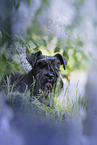 Miniature schnauzer in lilac