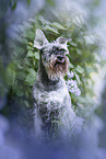 Miniature schnauzer in lilac