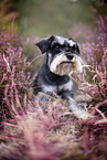 Miniature schnauzer in the heath