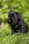 Miniature Schnauzer puppy