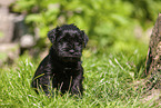 Miniature Schnauzer puppy