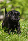 Miniature Schnauzer puppy