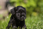 Miniature Schnauzer Portrait