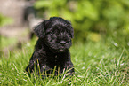 Miniature Schnauzer puppy