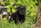 Miniature Schnauzer puppy