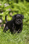 Miniature Schnauzer puppy